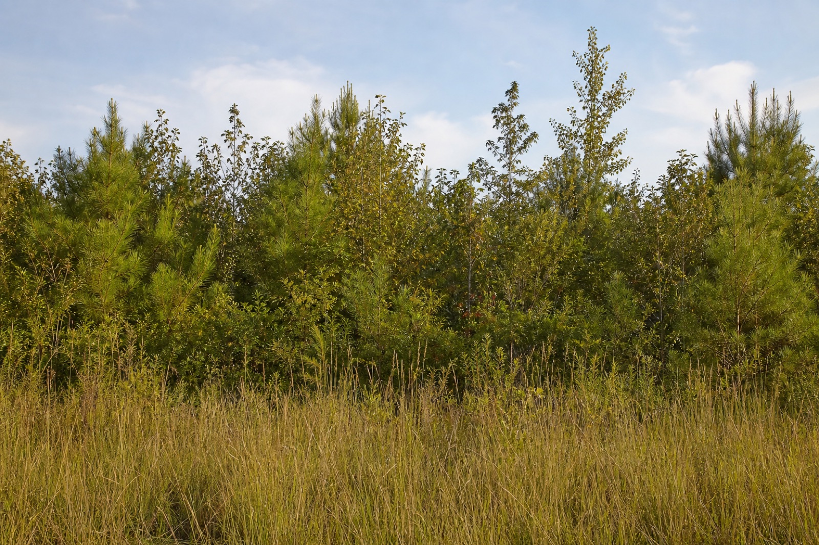 Generic tall grass, brush, and young trees illustrating mixed vegetation density